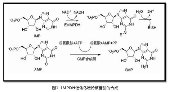 图1 IMPDH催化鸟嘌呤核苷酸的合成.jpg