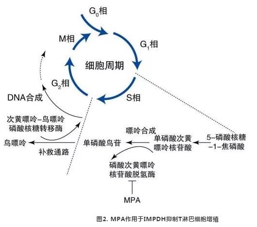 图2 MPA作用于IMPDH抑制T淋巴细胞增殖.jpg