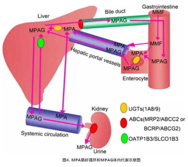 图4 MPA肠肝循环和MPAG体内代谢示意图.jpg