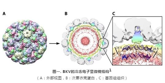 1 肾移植术后BKV感染：“CNI first”VS“MPA first”减少策略.jpg