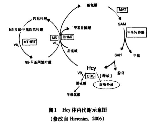 高同型半胱氨酸血症治疗研究进展.jpg