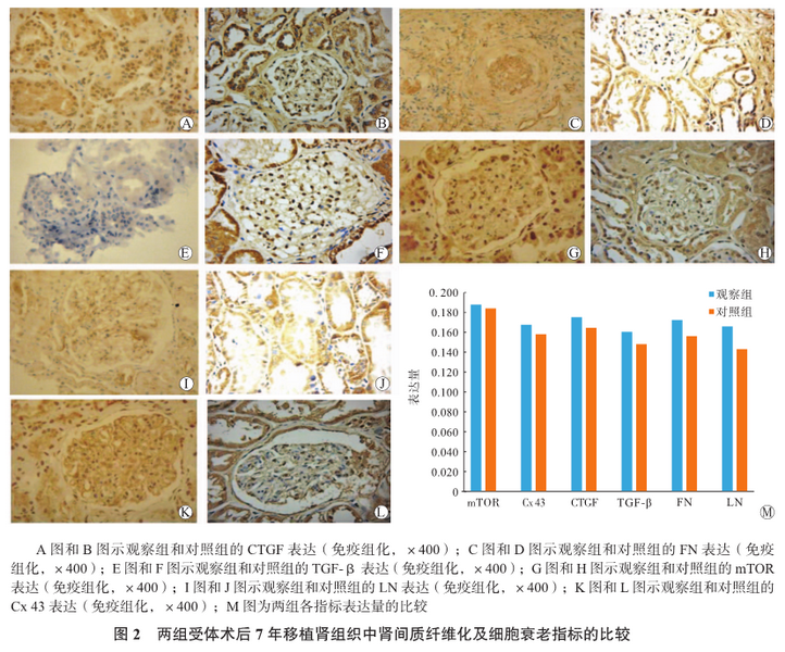 图2 两组受体术后7年移植肾组织中肾间质纤维化及细胞衰老指标的比较.png