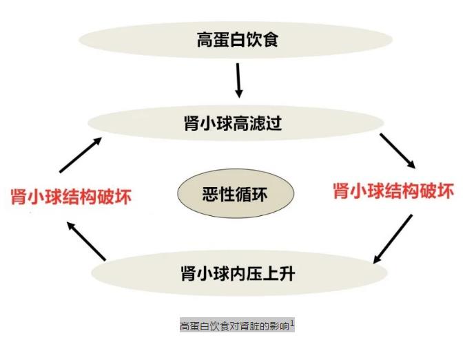 1 高蛋白饮食对肾脏的影响.jpg