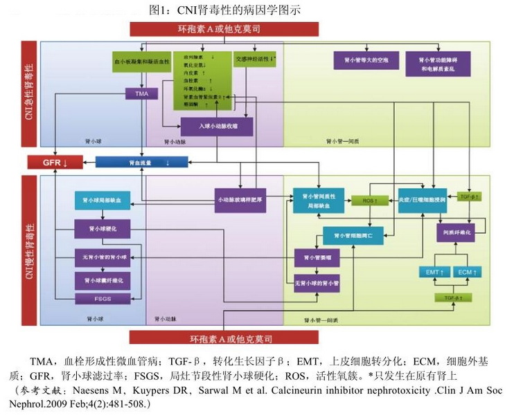 1 CNI肾毒性的病因学图示.jpg