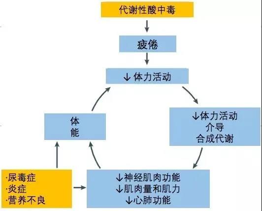 图1 缺乏体育锻炼与体力功能低下的恶性循环.jpg