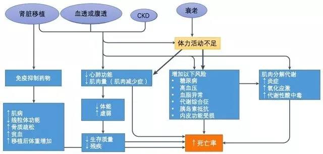 图2 慢性肾脏病对体能相关合并症影响及死亡风险.jpg