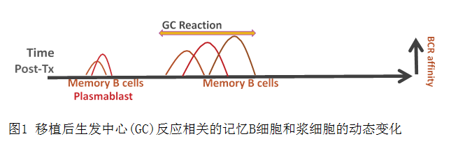 图1 移植后生发中心(GC)反应相关的记忆B细胞和浆细胞的动态变化.png