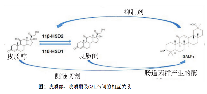 图1 皮质醇、皮质酮及galfs间的相互关系.png