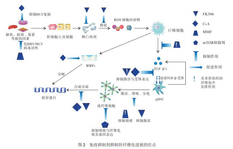 图2 免疫抑制剂抑制肝纤维化进展的位点.jpg