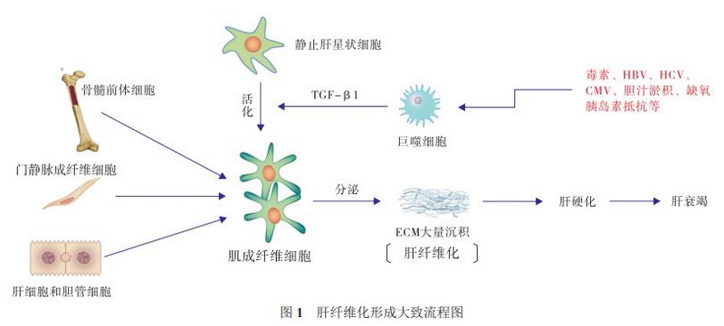 图1 肝纤维化形成大致流程图.jpg