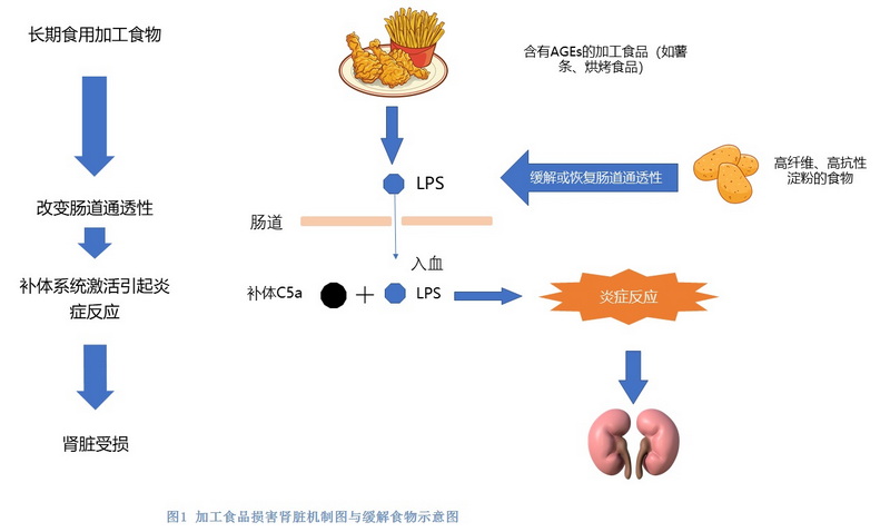 图1 加工食品损害肾脏机制图与缓解食物示意图.jpg