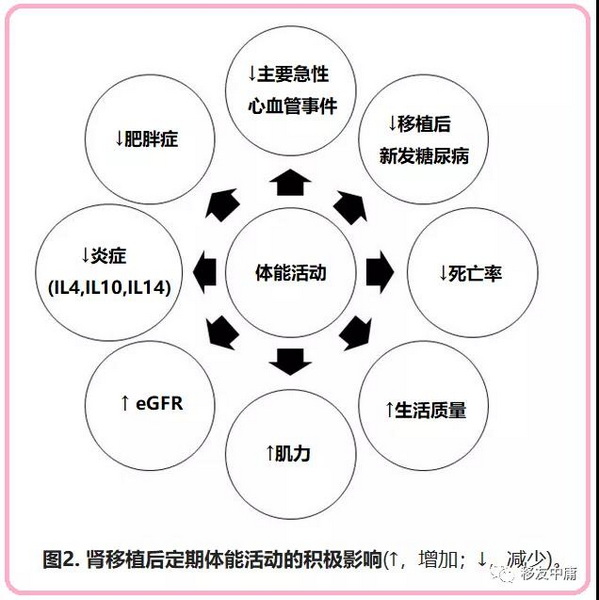 图2 定期体能活动对肾移植相关结果的积极影响.jpg