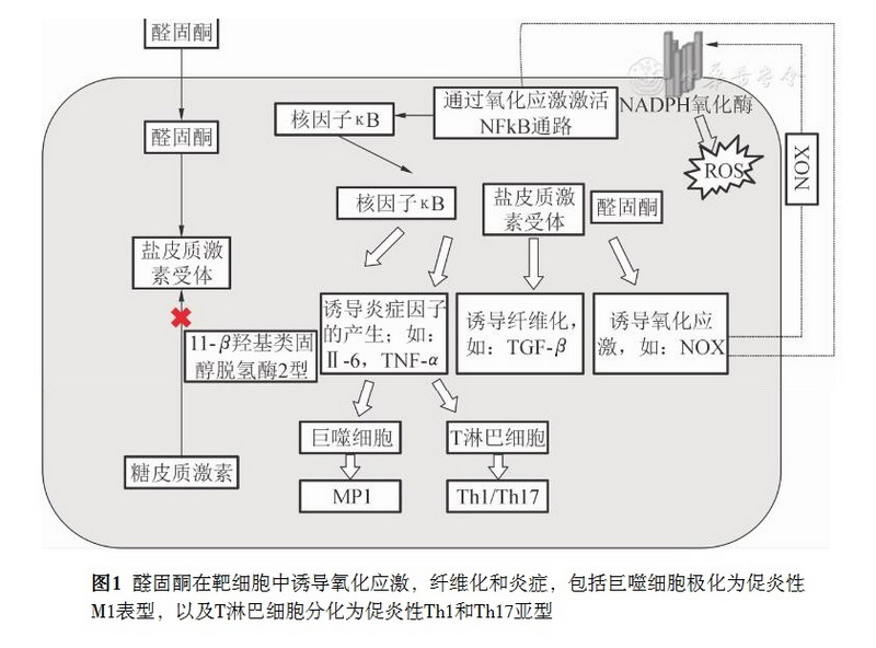 图1 醛固酮在靶细胞中诱导氧化应激.jpg