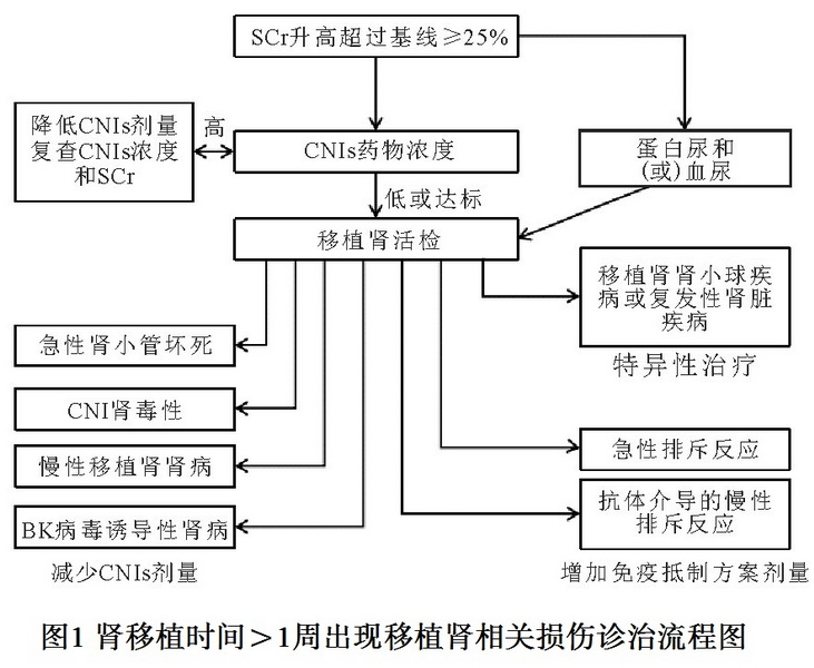 图1 肾移植时间大于1周出现移植肾相关损伤诊治流程图.jpg