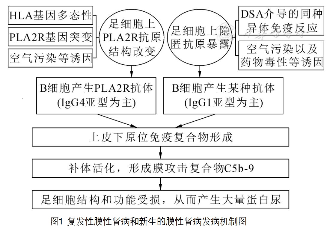 图1 复发性膜性肾病和新生的膜性肾病发病机制图.jpg