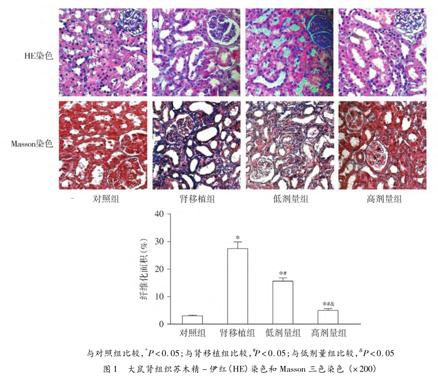 图1 大鼠肾组织苏木精-伊红(he)染色和masson三色染色.png