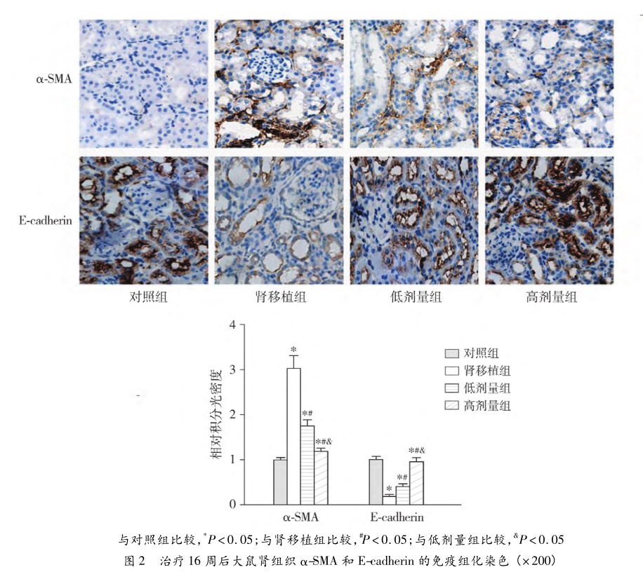 图2 治疗16周后大鼠肾组织α-sma和e-cadherin的免疫组化染色.png