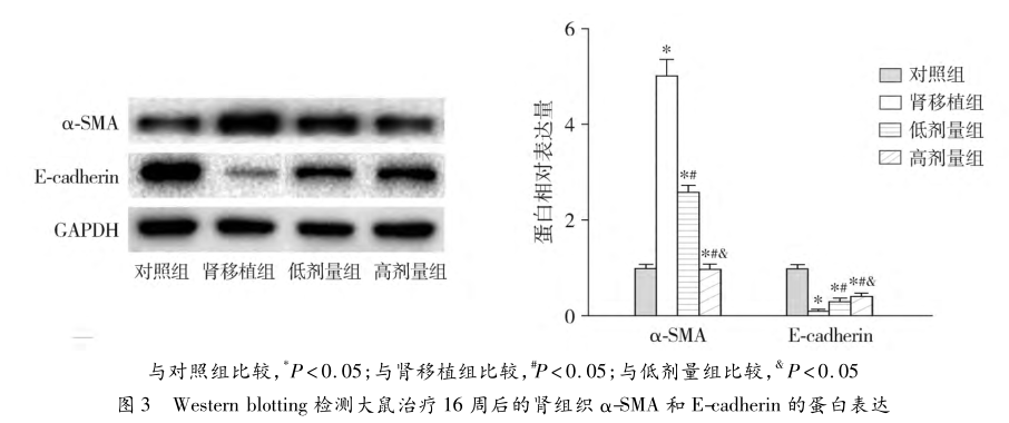 图3 western blotting检测大鼠治疗16周后的肾组织α-sma和e-cadherin的蛋白表达.png