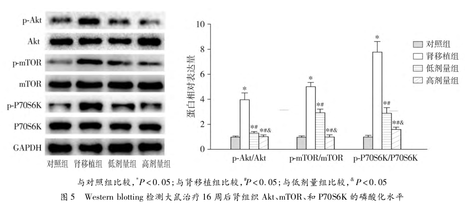 图5 western blotting检测大鼠治疗16周后肾组织akt、mtor、和p70s6k的磷酸化水平.png