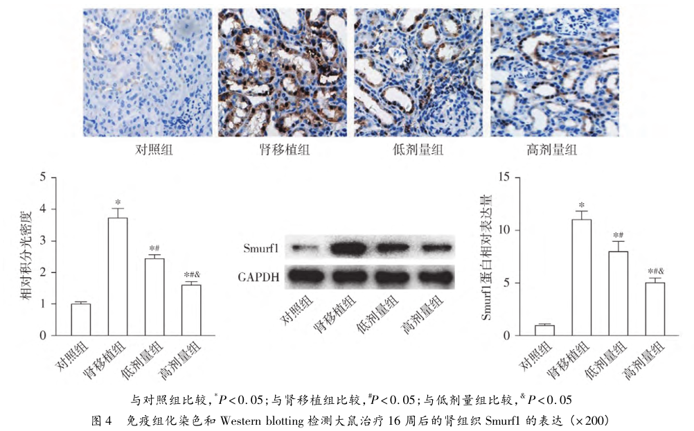 图4 免疫组化染色和westernblotting检测大鼠治疗16周后的肾组织smurf1的表达.png