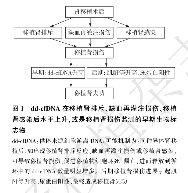 图1 dd-cfdna或是移植肾损伤监测的早期生物标志物.png