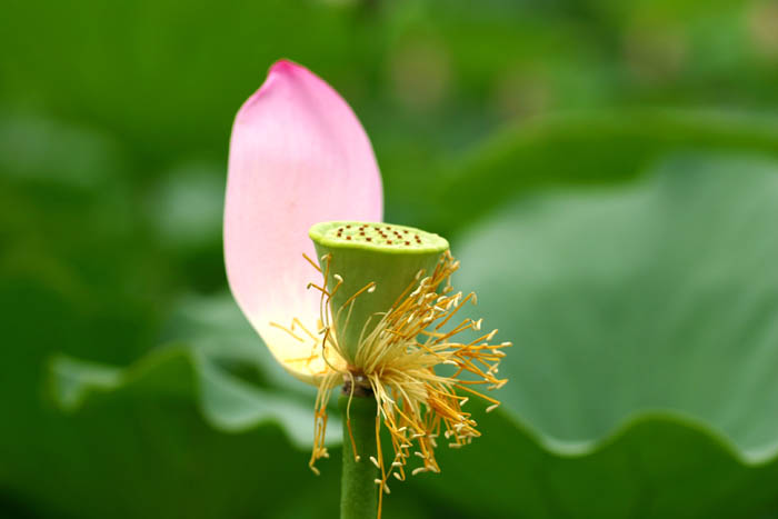 李武同志的荷花作品（夏荷图）