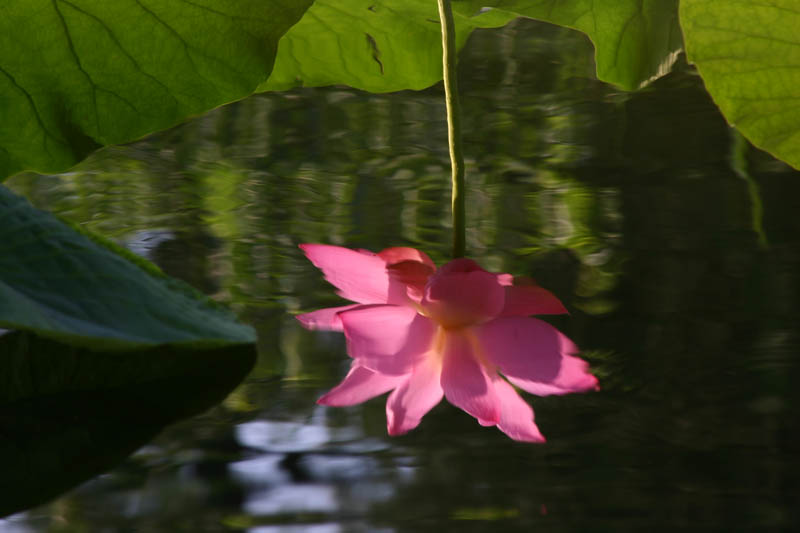 [原创]暑夏赏荷花之四——再拍圆明园荷花