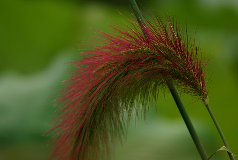 [原创]暑夏赏荷花之四——再拍圆明园荷花