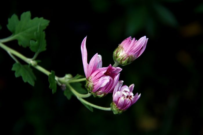 [原创摄影]几朵菊花