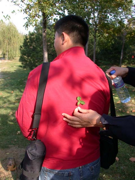 幸福草
