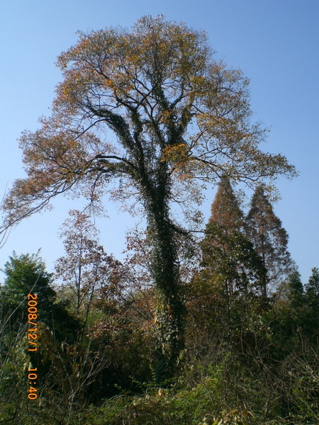 山外山