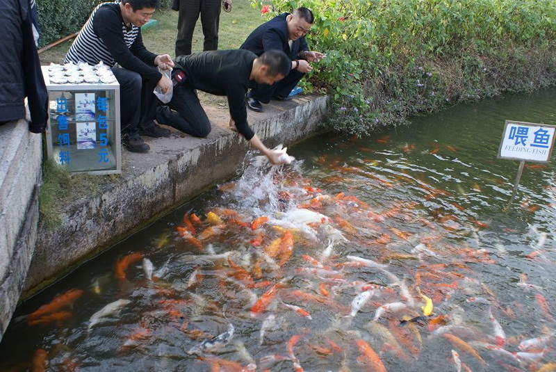 我爱你深圳