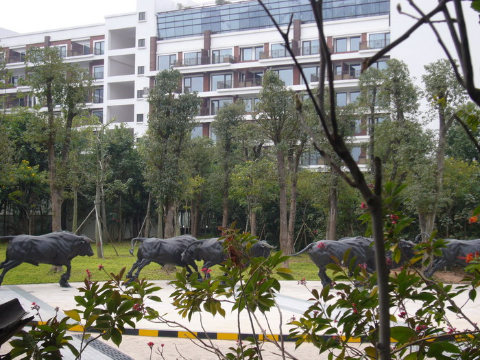 我爱你深圳