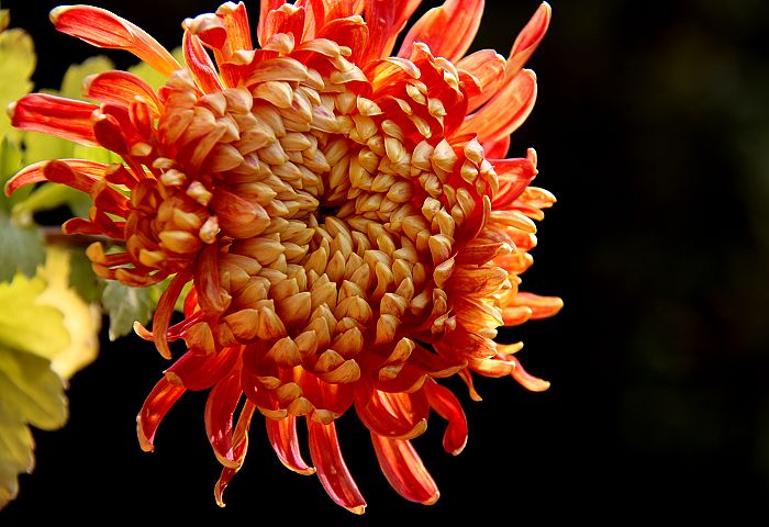 金黄的菊花