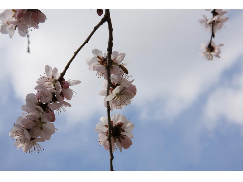 春暖花开了去公园逛逛