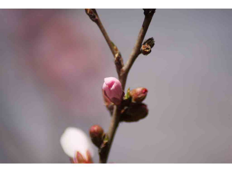 春暖花开了去公园逛逛