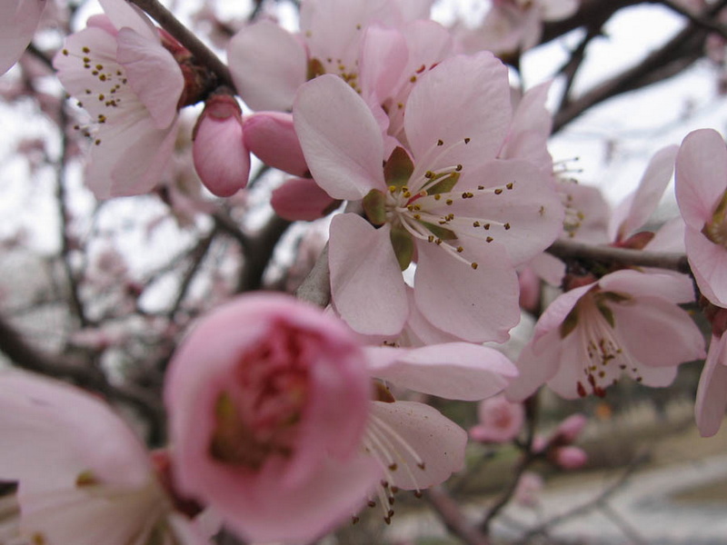 春暖花开了去公园逛逛