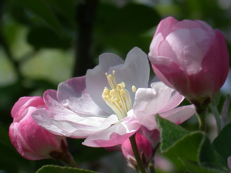 春暖花开了去公园逛逛