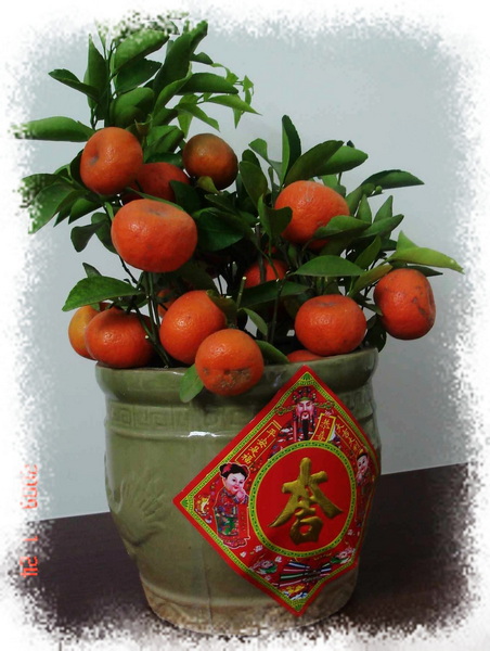 [建议]牛年拍牛