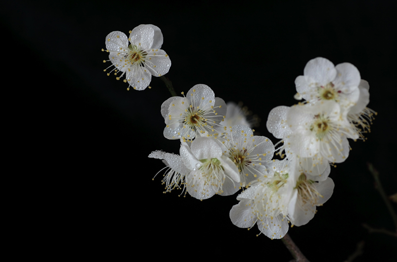 [原创]贴几张小花儿给过年添点儿喜庆
