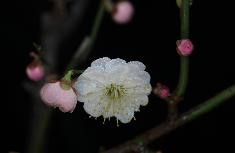 [原创]贴几张小花儿给过年添点儿喜庆