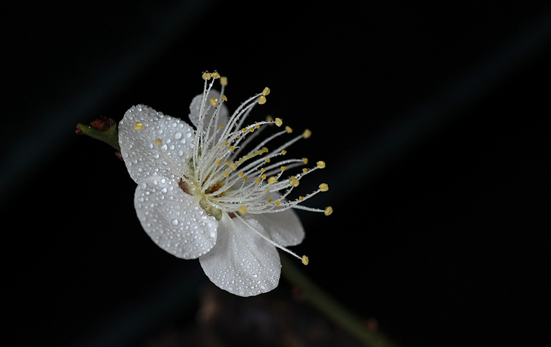[原创]贴几张小花儿给过年添点儿喜庆