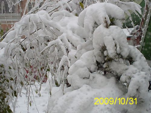 [原创]下了第一场雪