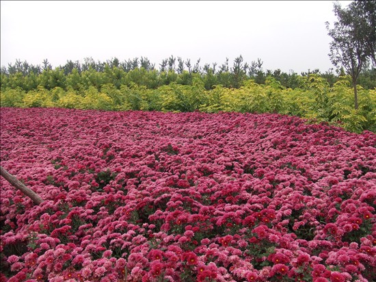 [分享]北京国际鲜花港