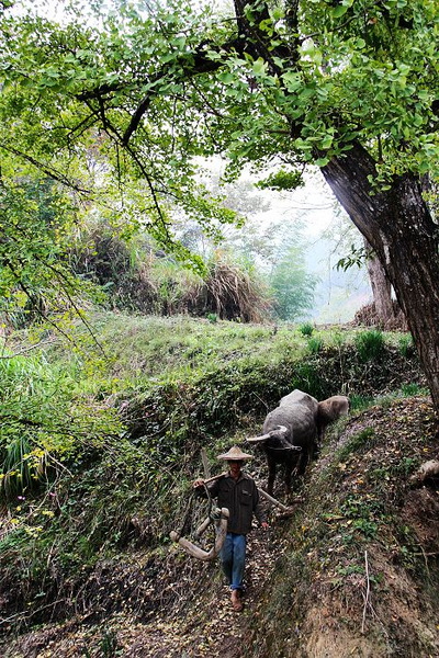 [原创摄影]千年古银杏群