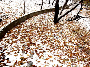 [原创]      冬天没来雪先到    门前枫叶别样红