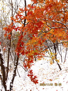 [原创]      冬天没来雪先到    门前枫叶别样红