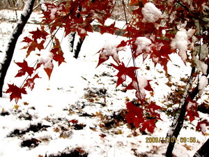 [原创]      冬天没来雪先到    门前枫叶别样红