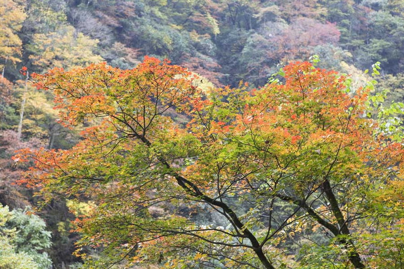 秋游光雾山