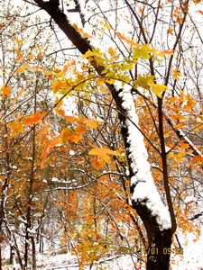 [原创]      冬天没来雪先到    门前枫叶别样红